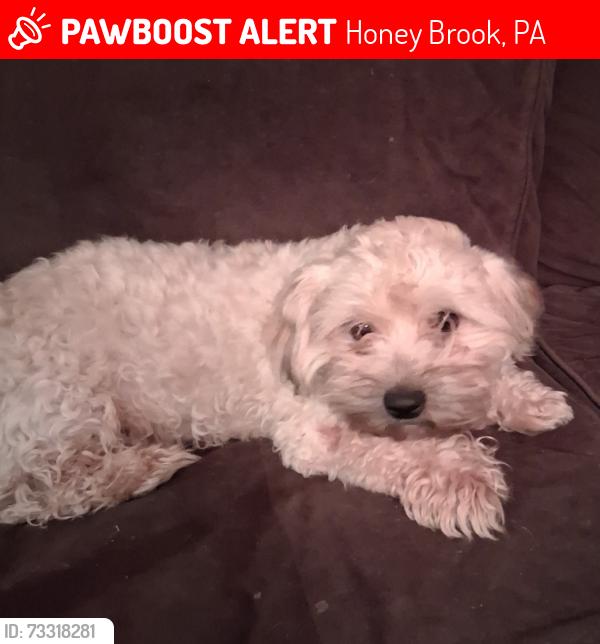 Lost Male Dog last seen Brandywine Manor hse or Lippett Rd., Honey Brook, PA 19344