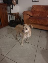 Found/Stray Female Dog last seen 119th CT, Homestead, FL 33032