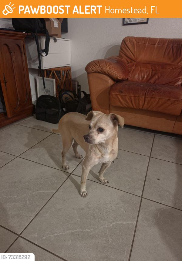 Found/Stray Female Dog last seen 119th CT, Homestead, FL 33032