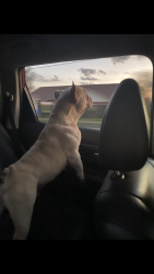 Lost Male Dog last seen Homeland Blvd, by pine ridge high school, Deltona, FL 32738