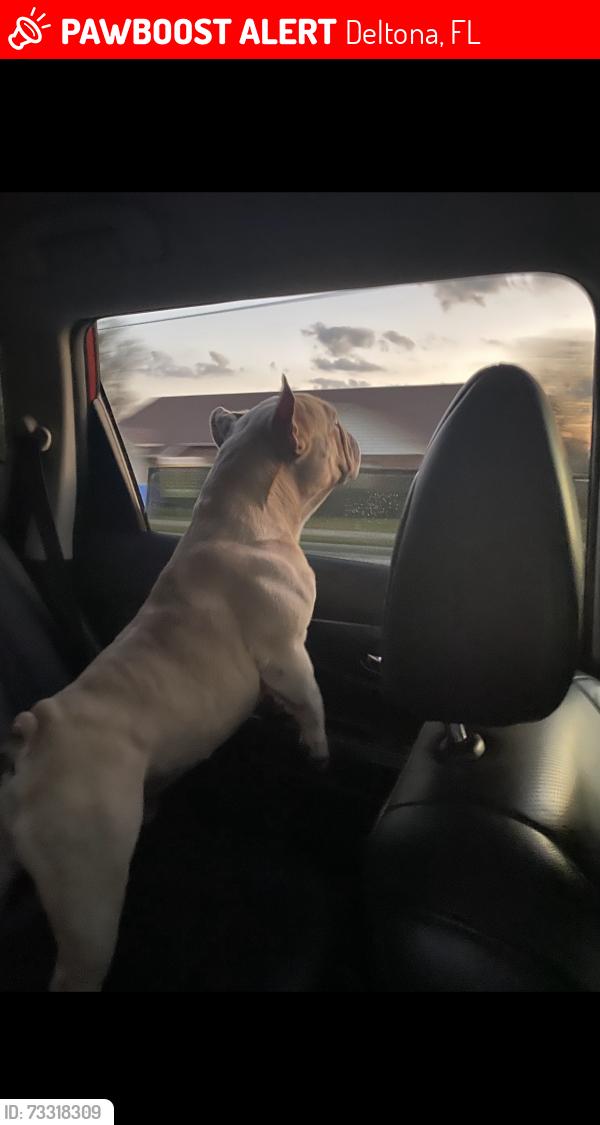 Lost Male Dog last seen Homeland Blvd, by pine ridge high school, Deltona, FL 32738