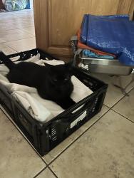 Lost Male Cat last seen S Hillcrest Ave and Lime St, Clearwater, Clearwater, FL 33756