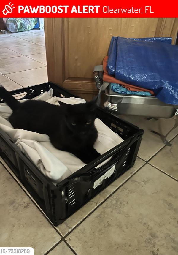 Lost Male Cat last seen S Hillcrest Ave and Lime St, Clearwater, Clearwater, FL 33756