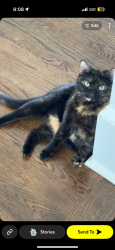 Lost Female Cat last seen Near Karen Drive, Alpharetta, GA 30009