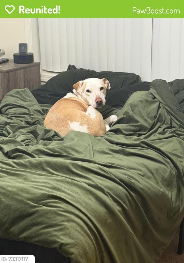 Reunited Female Dog last seen RDU airport, Morrisville, NC 27560