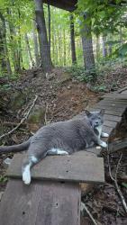 Lost Male Cat last seen 7 mile hill Dahlonega GA, Lumpkin County, GA 30533