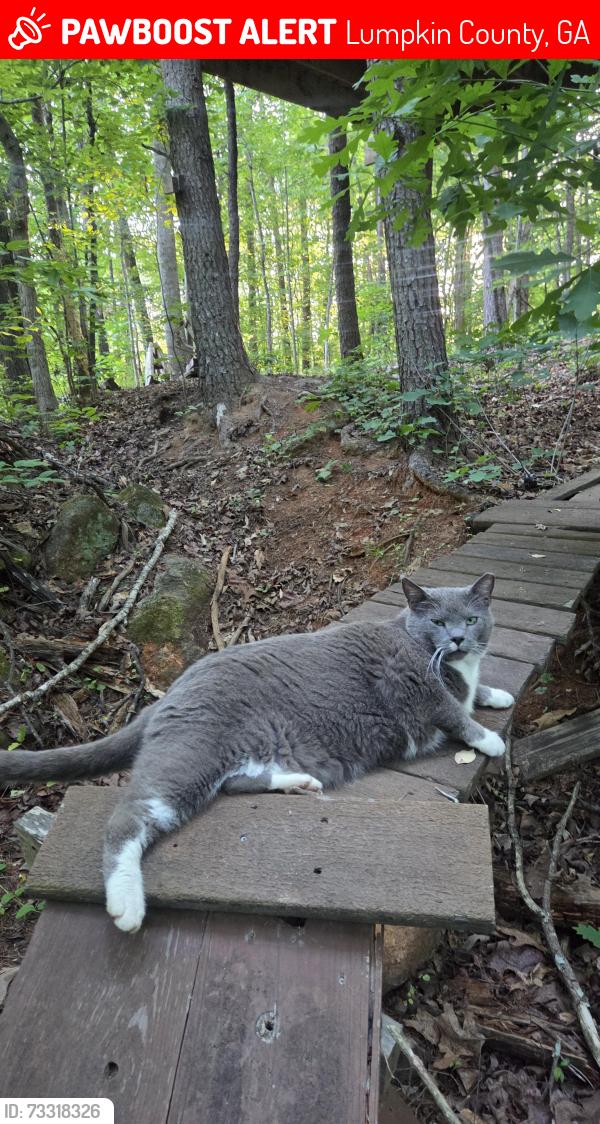 Lost Male Cat last seen 7 mile hill Dahlonega GA, Lumpkin County, GA 30533