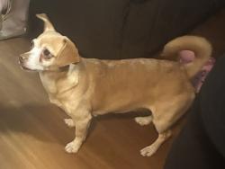 Reunited Female Dog last seen Santa Rita, Richmond, CA 94803
