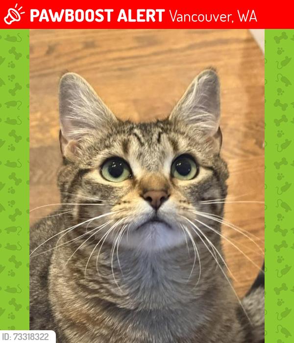Lost Female Cat last seen Near Lakeshore and NW 115th St., Vancouver, WA 98685