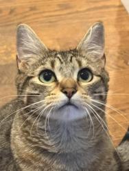 Lost Female Cat last seen Near Lakeshore and NW 115th St., Vancouver, WA 98685