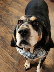 Reunited Male Dog last seen 3775s and 1900 west roy utah, Roy, UT 84067