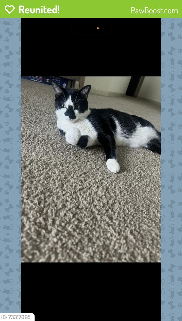 Reunited Male Cat last seen Dommerich, Maitland, FL 32751