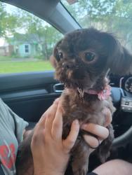 Reunited Female Dog last seen McDonough and Notre Dame, Joliet, IL 60436