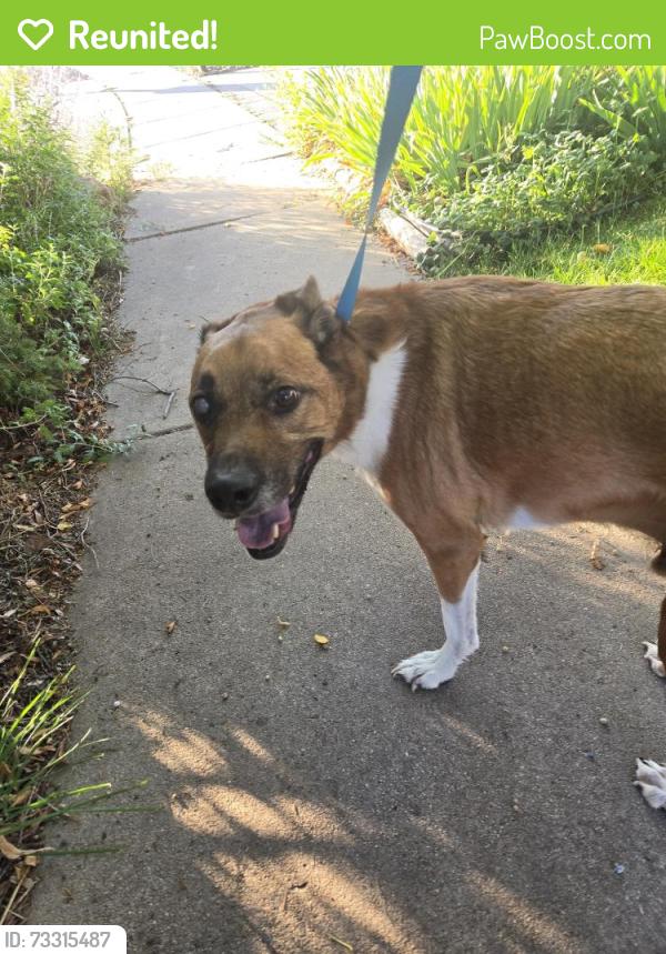 Reunited Male Dog last seen Jackson Elementary school in Holland Park, Colorado Springs, CO 80907