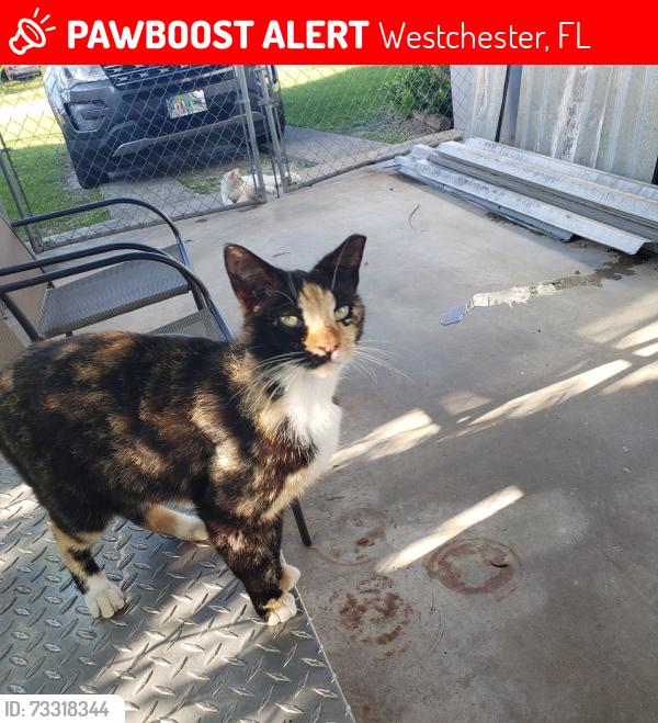 Lost Female Cat last seen 85th and 34th SW., Westchester, FL 33165