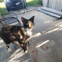 Lost Female Cat last seen 85th and 34th SW., Westchester, FL 33165