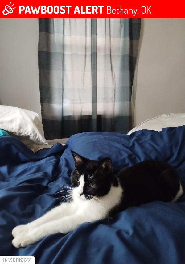 Lost Female Cat last seen 32nd and College, Bethany, OK 73008