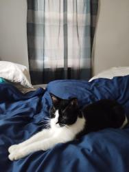 Lost Female Cat last seen 32nd and College, Bethany, OK 73008