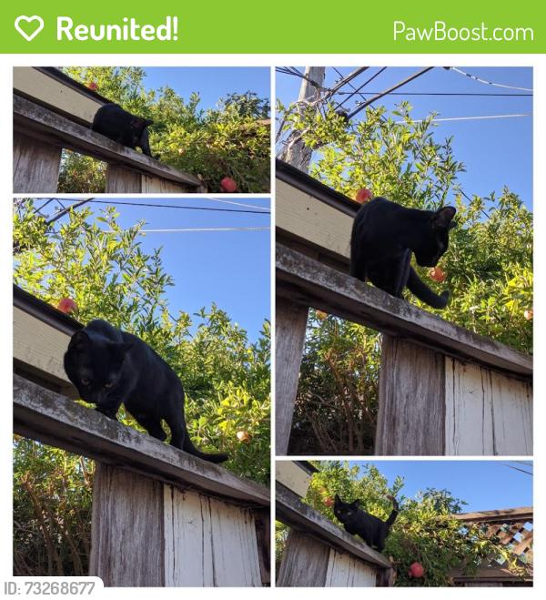 Reunited Male Cat last seen Mt. Whitney and Mt. Vista Dr., San Jose, CA 95127