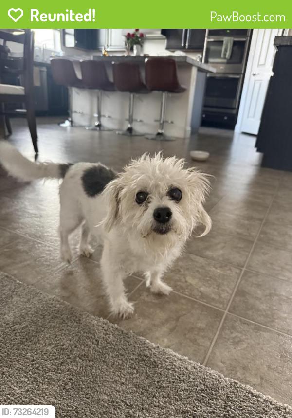 Reunited Male Dog last seen egan crest dr and San Luis, Las Vegas, NV 89149