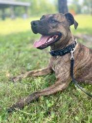 Lost Male Dog last seen S Bird and Laybourne Rd Springfield, Springfield, OH 45505
