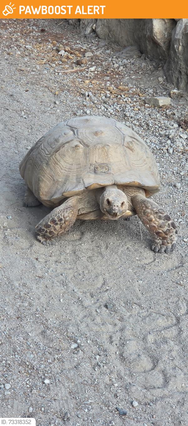 Found/Stray Unknown Reptile last seen Valmonte trail & Ferncreek trail, Rolling Hills Estates, CA 90274