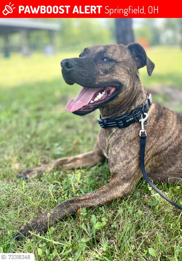 Lost Male Dog last seen S Bird and Laybourne Rd Springfield, Springfield, OH 45505