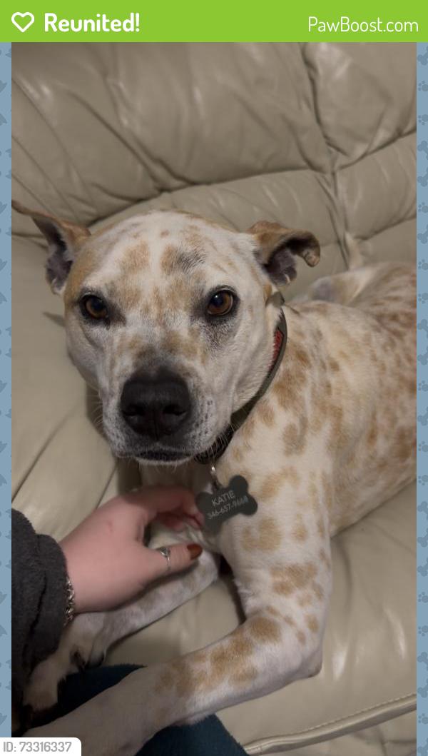 Reunited Male Dog last seen Near Fair Castle Dr, Cypress, TX 77433, USA, Cypress, TX 77433