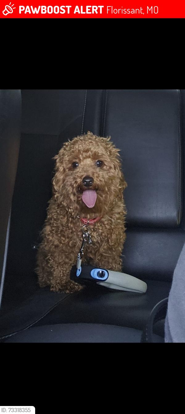 Lost Male Dog last seen Lindbergh & New Florissant Rd, Florissant, MO 63031