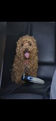Lost Male Dog last seen Lindbergh & New Florissant Rd, Florissant, MO 63031