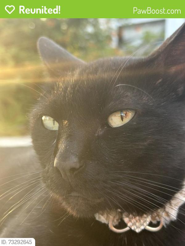 Reunited Male Cat last seen Se Channel dr, Port Salerno, FL 34997