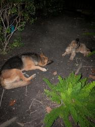 Found/Stray Male Dog last seen Peace street & Ennis street, Houston, TX 77003