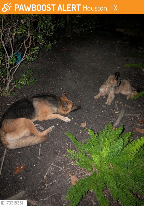 Found/Stray Male Dog last seen Peace street & Ennis street, Houston, TX 77003