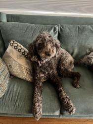 Reunited Female Dog last seen West Alaska and South Raritan, Denver, Denver, CO 80223