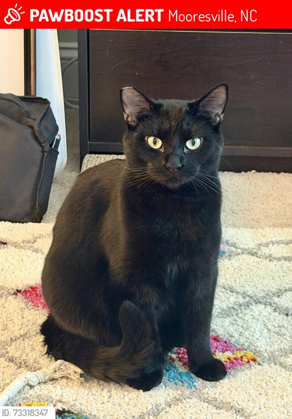 Lost Male Cat last seen Cicero Dr., Beaten Path Rd,, Mooresville, NC 28117