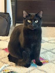 Lost Male Cat last seen Cicero Dr., Beaten Path Rd,, Mooresville, NC 28117