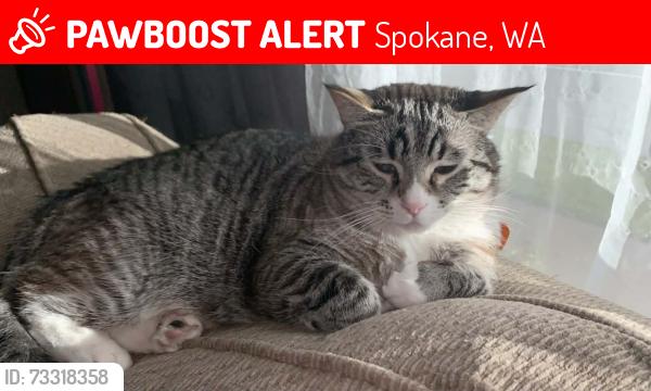 Lost Male Cat last seen Ray & East 31st Ave, Spokane, WA 99223