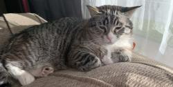 Lost Male Cat last seen Ray & East 31st Ave, Spokane, WA 99223