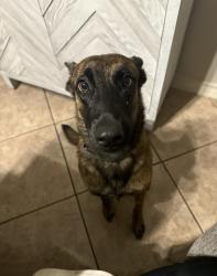 Lost Female Dog last seen Naranjo Rd, Olmito, TX 78575