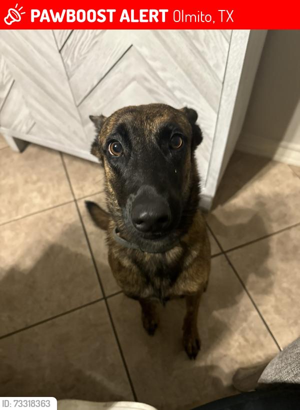 Lost Female Dog last seen Naranjo Rd, Olmito, TX 78575