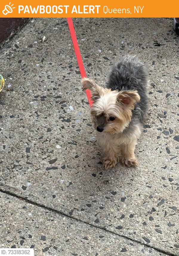 Found/Stray Female Dog last seen st sebastion roman catholic church, Queens, NY 11377