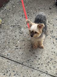Found/Stray Female Dog last seen st sebastion roman catholic church, Queens, NY 11377
