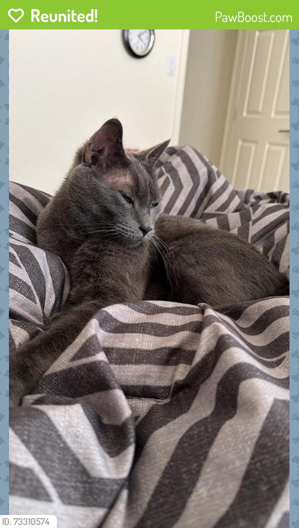 Reunited Male Cat last seen Guinevere St and Inca Rd near Idalia, Rio Rancho, NM 87144
