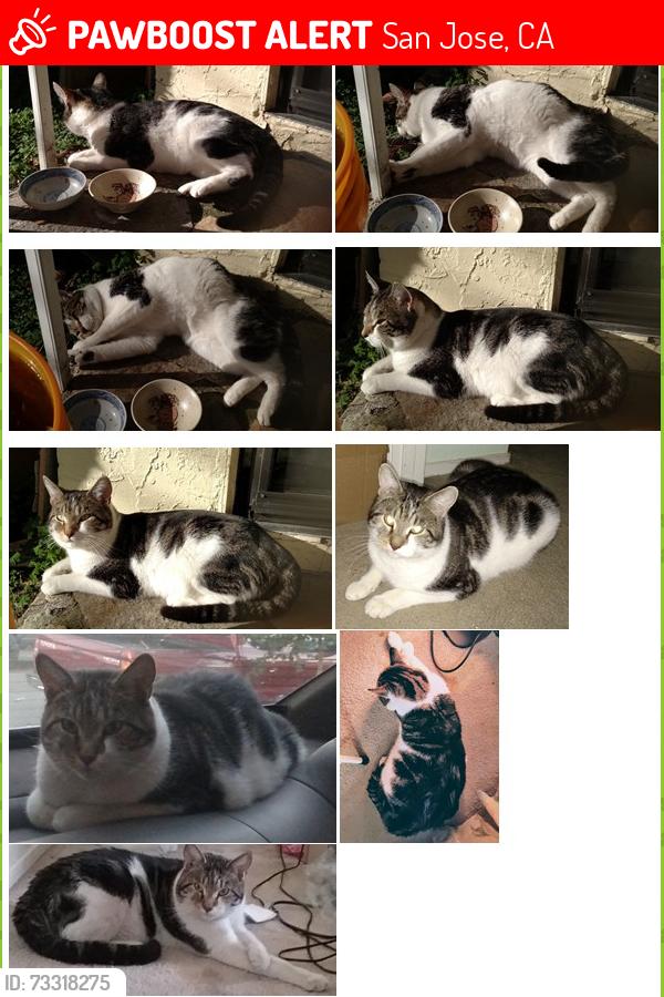 Lost Male Cat last seen Mt. Whitney and Mt. Vista Dr., San Jose, CA 95127