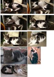 Lost Male Cat last seen Mt. Whitney and Mt. Vista Dr., San Jose, CA 95127