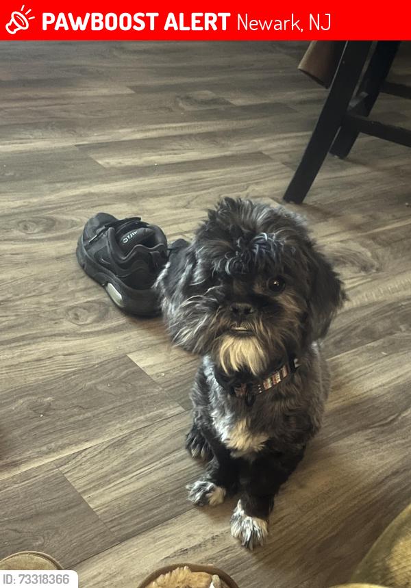 Lost Male Dog last seen Muhammad Ali avenue, Newark, NJ 07108