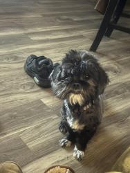 Lost Male Dog last seen Muhammad Ali avenue, Newark, NJ 07108