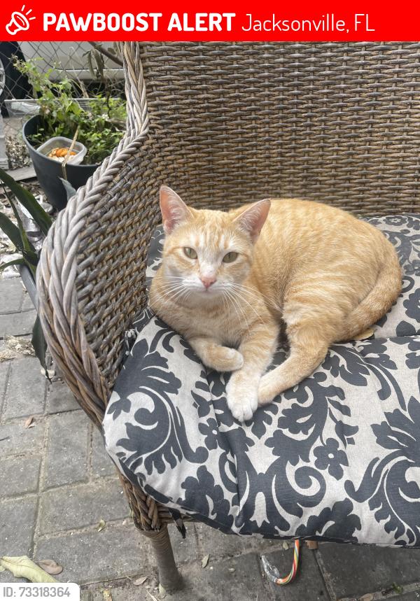 Lost Female Cat last seen Atlantic and mill creek rd, Jacksonville, FL 32211