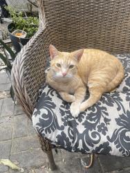 Lost Female Cat last seen Atlantic and mill creek rd, Jacksonville, FL 32211
