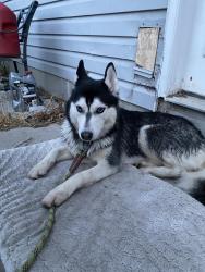 Found/Stray Unknown Dog last seen near taylorsville, Kearns, UT 84118